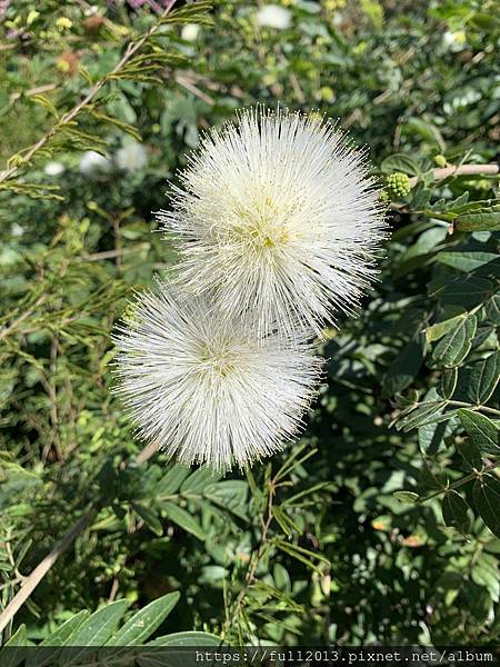 陽明山花卉試驗中心 百花f齊開