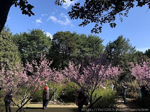 陽明山花卉試驗中心 百花f齊開