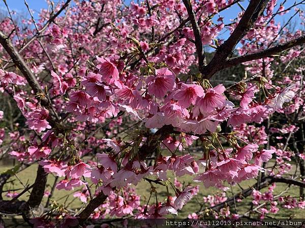 陽明山花卉試驗中心 百花f齊開