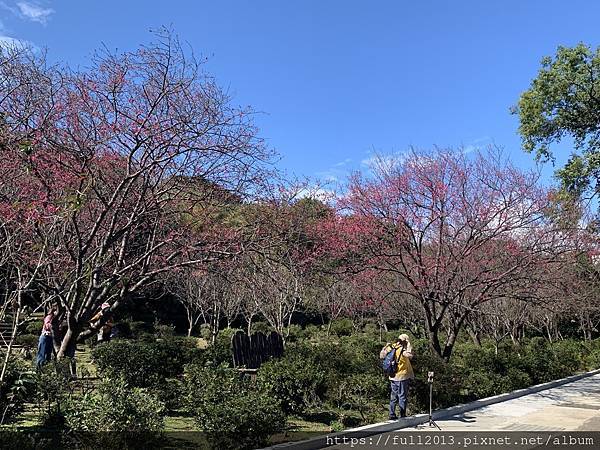 陽明山花卉試驗中心 百花f齊開