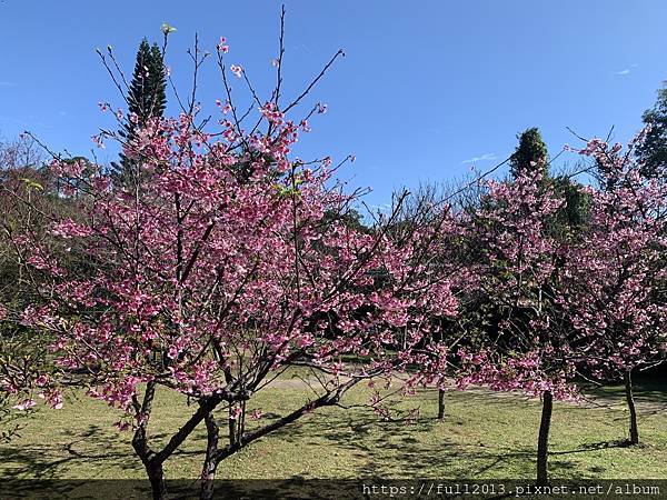 陽明山花卉試驗中心 百花f齊開