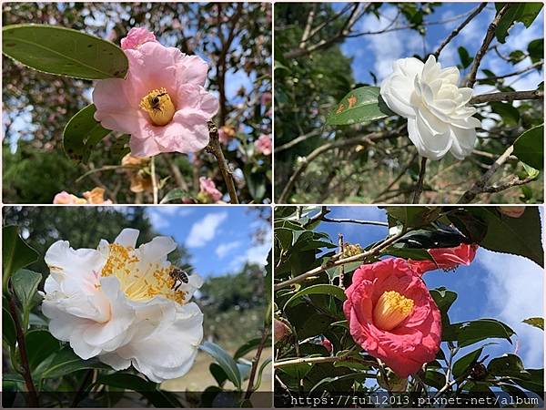 陽明山花卉試驗中心 百花f齊開