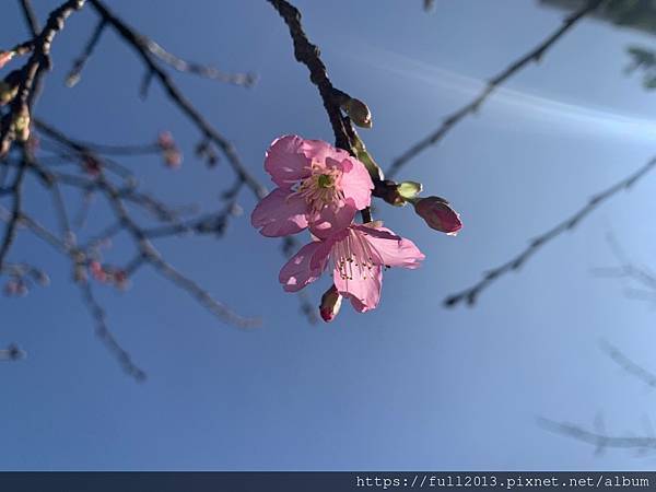 汐止櫻花