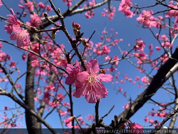 汐止櫻花