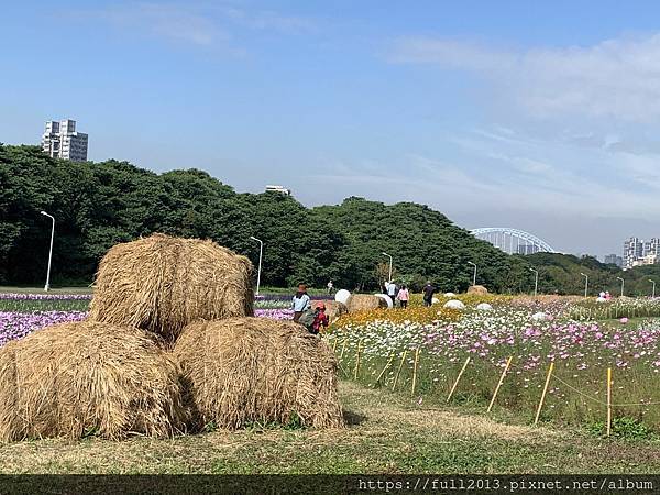 古亭河濱公園花海