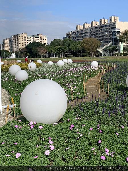 古亭河濱公園花海