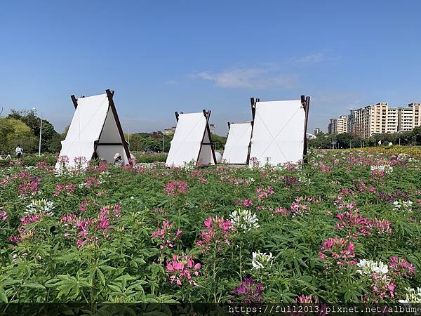 古亭河濱公園花海