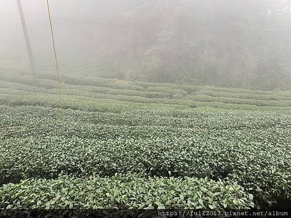 【 溪頭 】人間仙境  忘憂森林