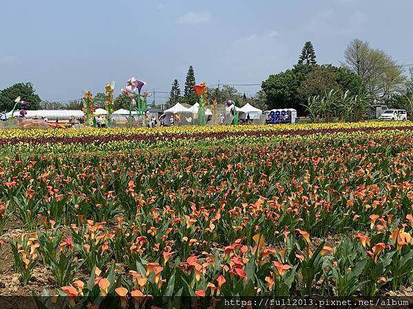 2024桃園彩色海芋季    花間遊記