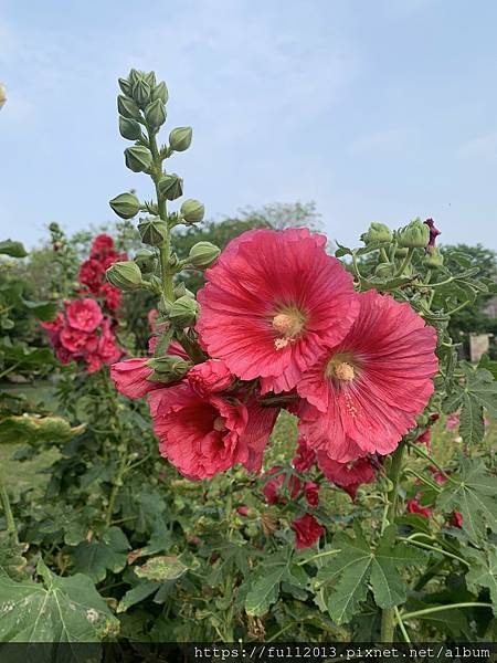 【 大安森林公園 】  錫葉藤 綬草 大果藤榕