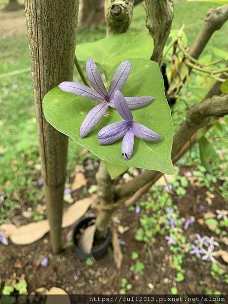 【 大安森林公園 】  錫葉藤 綬草 大果藤榕