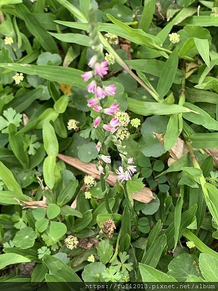 【 大安森林公園 】  錫葉藤 綬草 大果藤榕