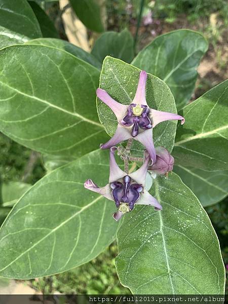 【 台北新生公園  】牛角花 瀑布蘭 水石榕