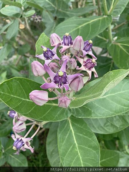 【 台北新生公園  】牛角花 瀑布蘭 水石榕