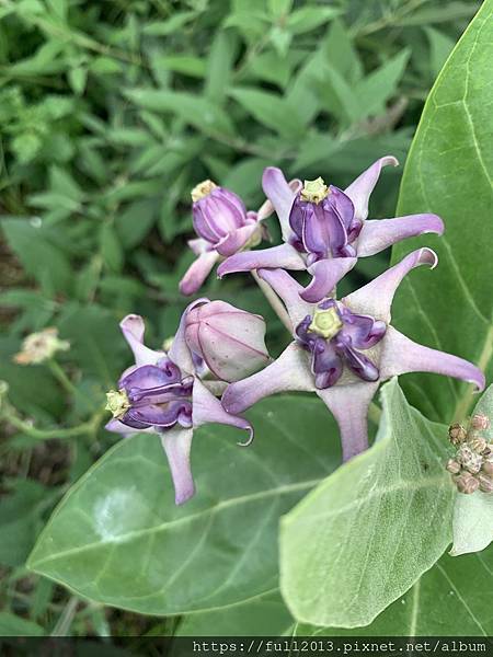 【 台北新生公園  】牛角花 瀑布蘭 水石榕