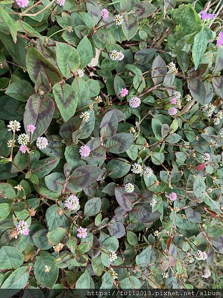 【 台北新生公園  】牛角花 瀑布蘭 水石榕