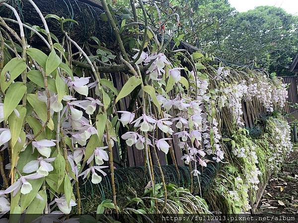 【 台北新生公園  】牛角花 瀑布蘭 水石榕