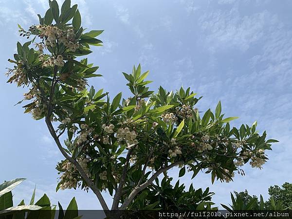 【 台北新生公園  】牛角花 瀑布蘭 水石榕