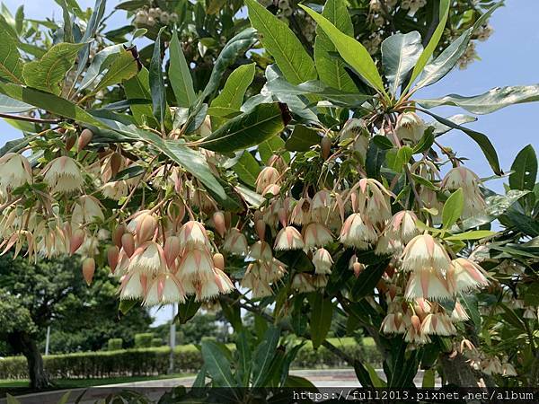 【 台北新生公園  】牛角花 瀑布蘭 水石榕