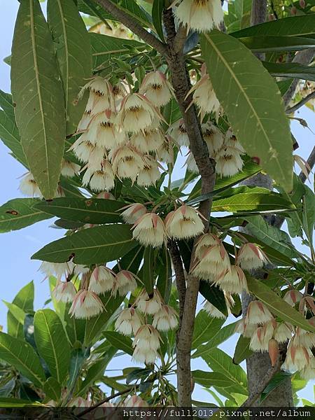 【 台北新生公園  】牛角花 瀑布蘭 水石榕