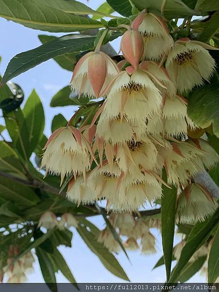 【 台北新生公園  】牛角花 瀑布蘭 水石榕