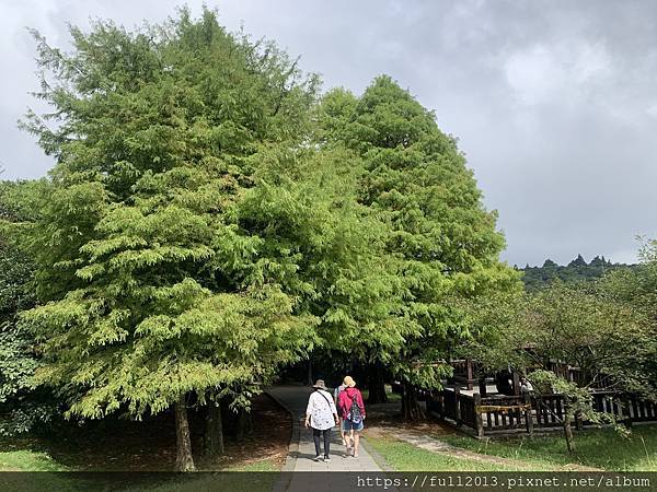 陽明山冷水坑 芒草搖曳銀白影 秋天的夢幻饗宴