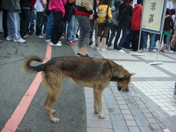 小黃 幹麻 肚子餓嗎