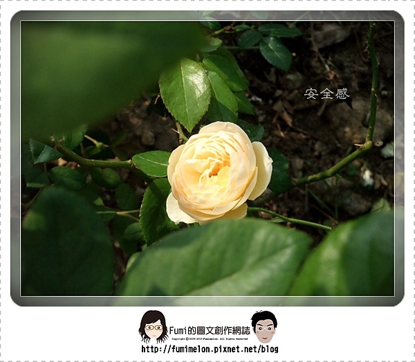 花朵物語-安全感