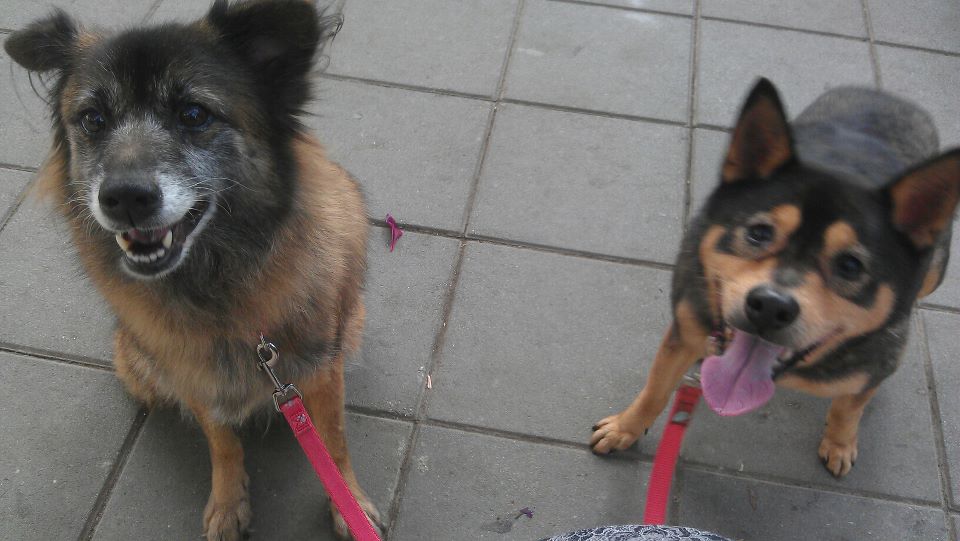 dog dog