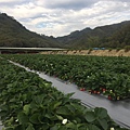大湖草莓-現採草莓-好吃好玩工作室-草莓田.jpg