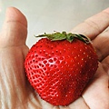 別再問草莓有多大囉? 現採草莓就是大又甜!
