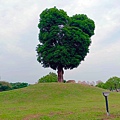 米奇樹,南興公園景觀,空拍標的物