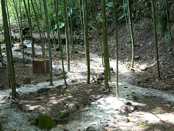 竹林,地景,大窩生態藝術