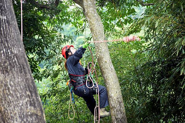 攀樹訓練,攀樹過程,樹屋協會實作