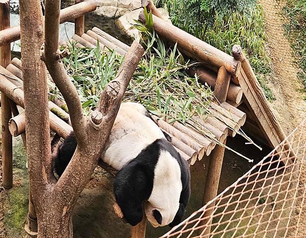 熊貓,愛寶家族,愛寶樂園