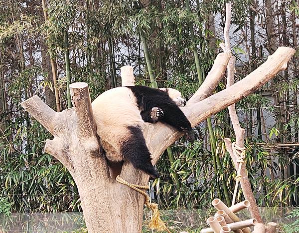 熊貓睡覺,愛寶樂園,韓國自由行