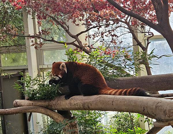 小浣熊,熊貓館,愛寶樂園