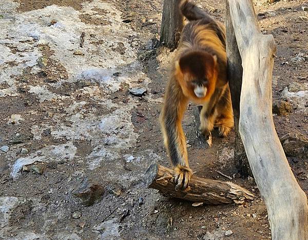 金絲猴,愛寶動物園,韓國自由行