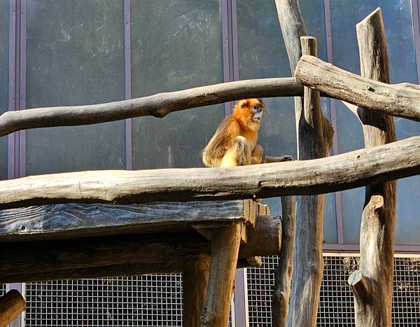 金絲猴,愛寶動物園,韓國旅遊