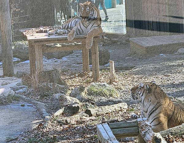 老虎,愛寶樂園動物園,韓國自由行