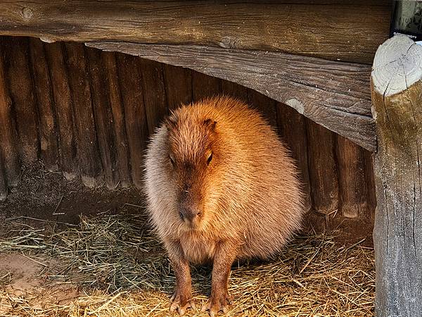 水豚,愛寶動物園,에버랜드