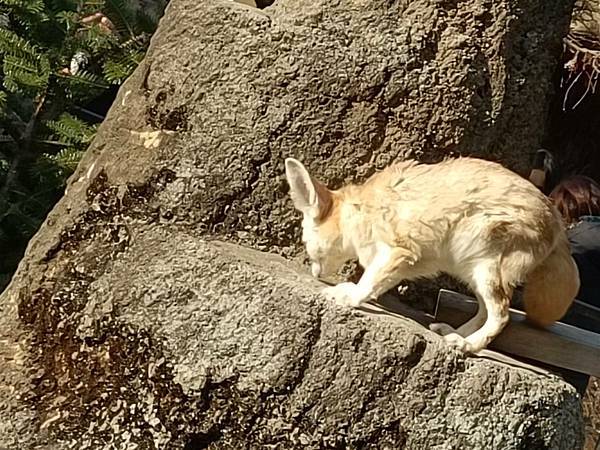 狐狸,韓國自由行,에버랜드