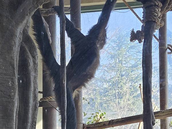 松鼠猴,猴子館,愛寶樂園