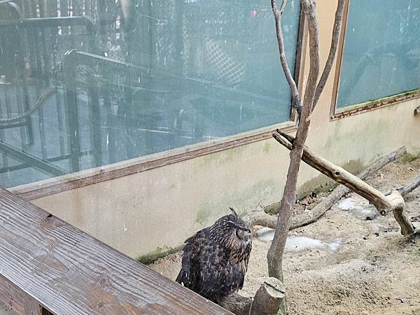 貓頭鷹,鳥類區,愛寶動物園