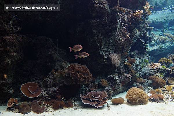 沖繩美ら海水族館