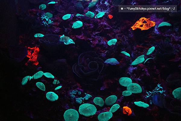 沖繩美ら海水族館