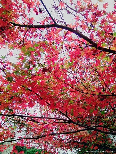 太宰府‧竈門神社楓葉