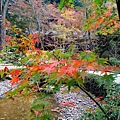 太宰府‧竈門神社賞楓