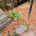 太宰府‧竈門神社賞楓