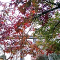 太宰府‧竈門神社賞楓